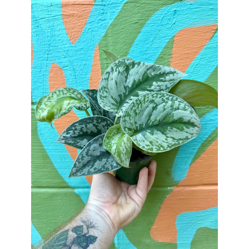 4 Scindapsus Exotica