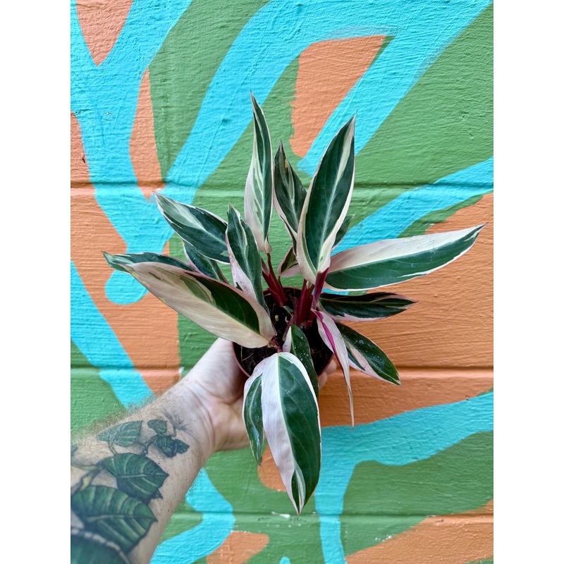 4 Stromanthe ‘Triostar’