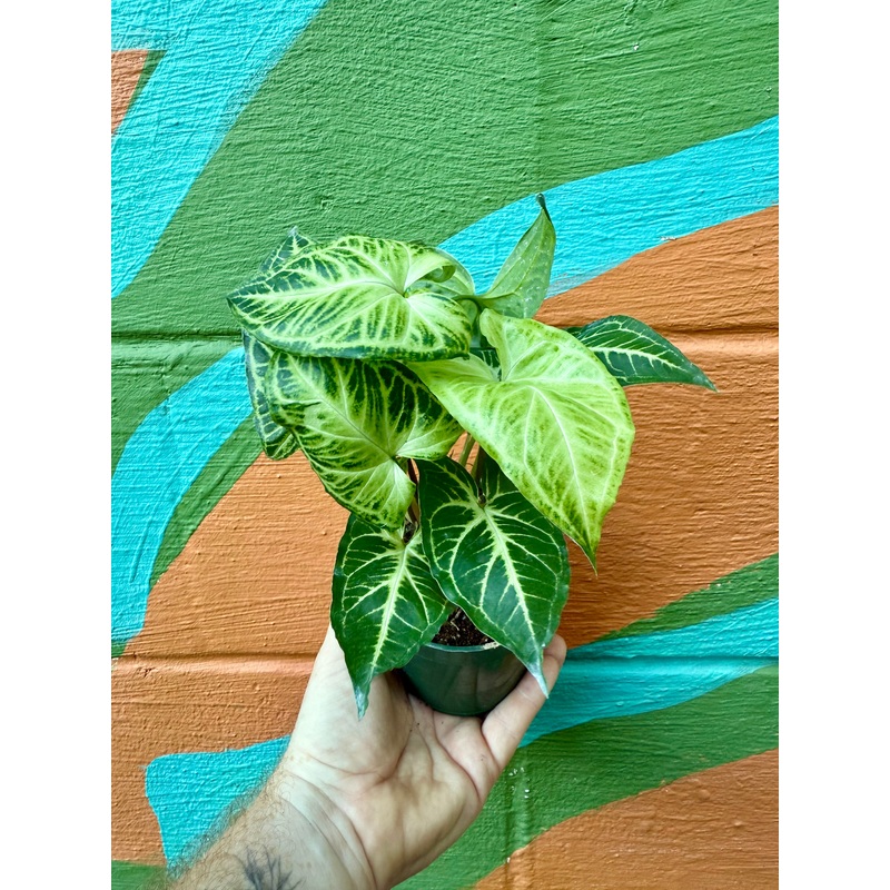 4 Syngonium Batik