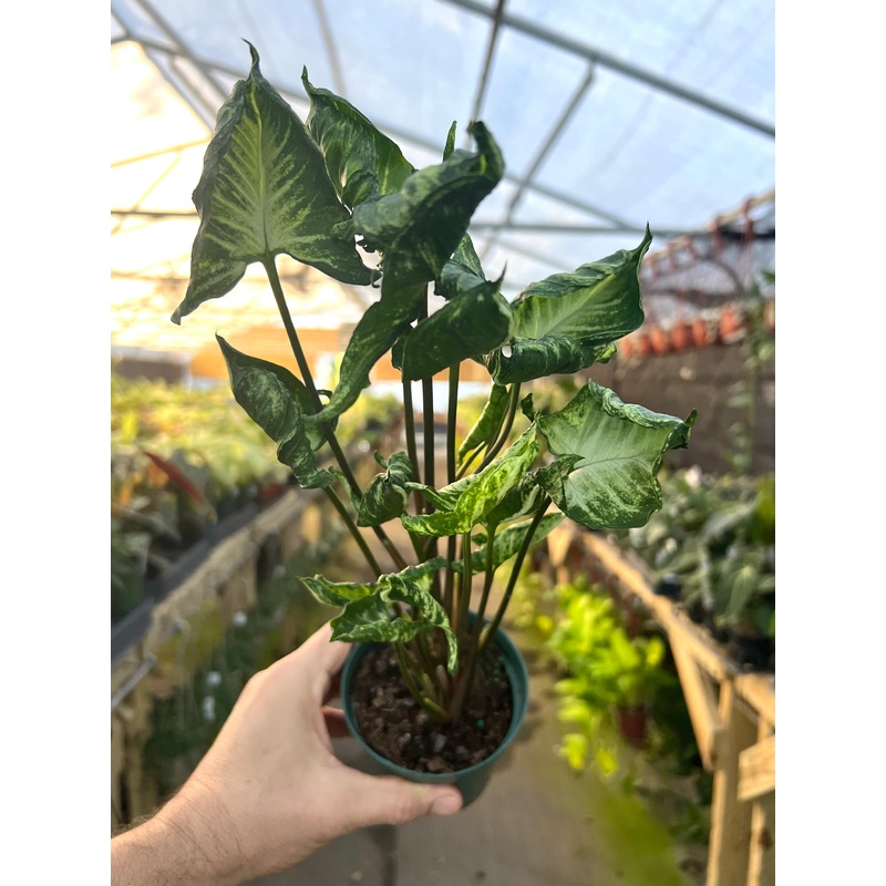 4 Syngonium Godzilla