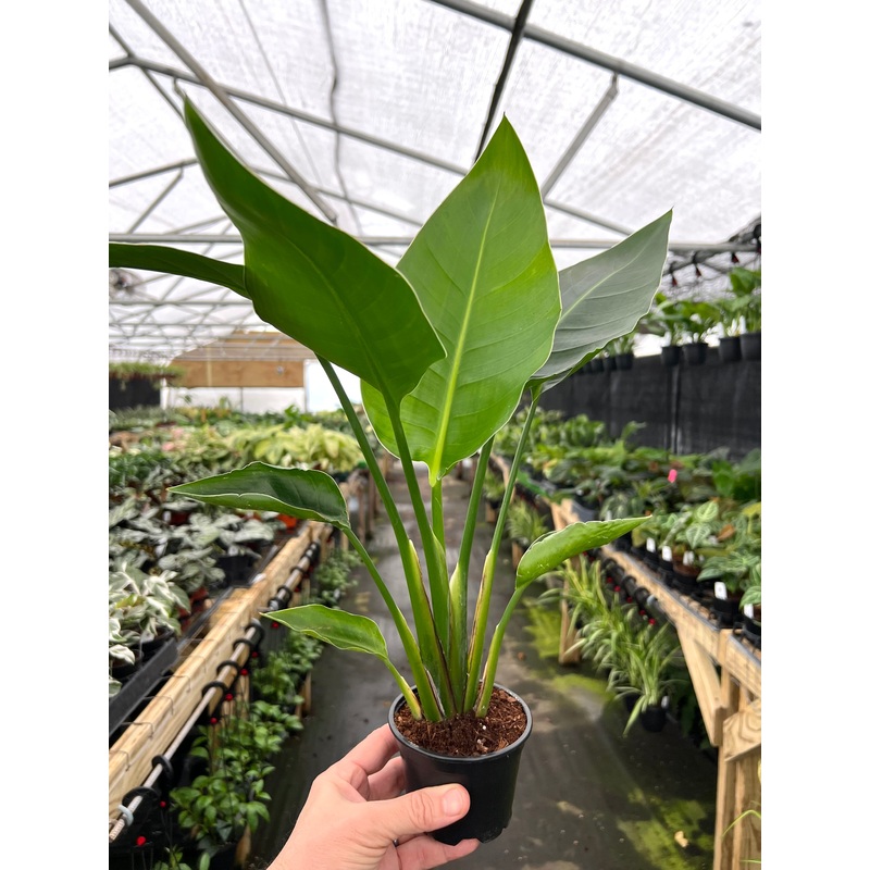 4 White Bird Of Paradise (Strelitzia nicolai)