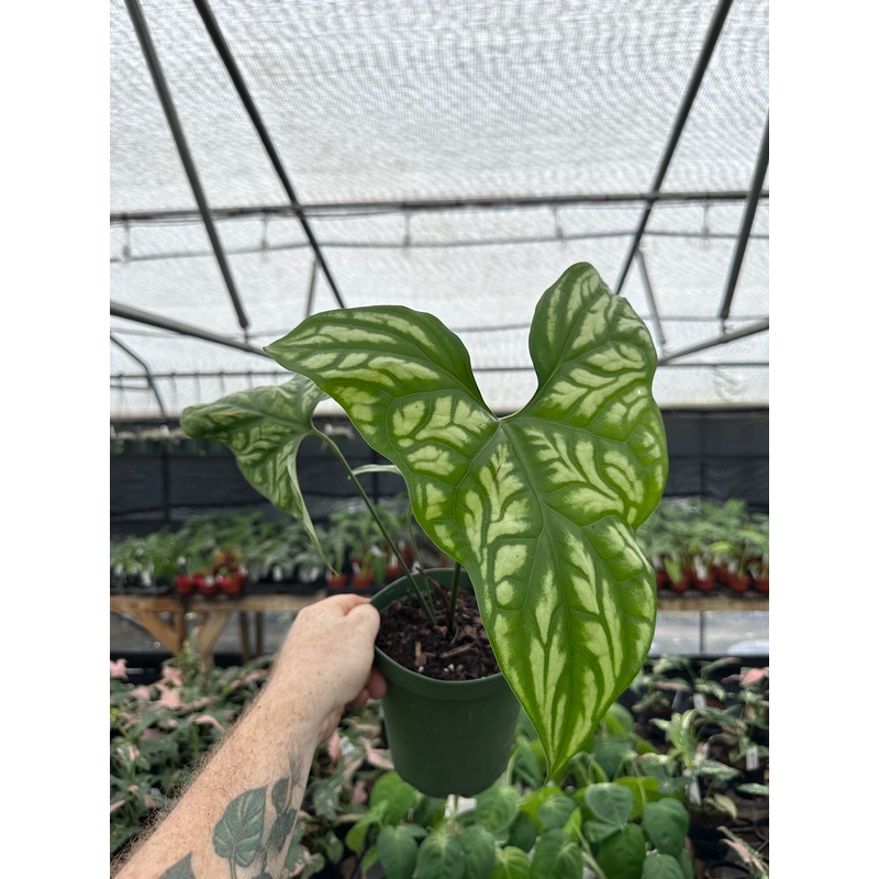 6 Cercestis mirabilis