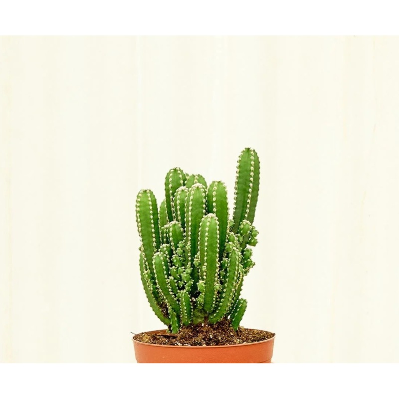 Acanthocereus tetragonus ‘Fairy Castle’