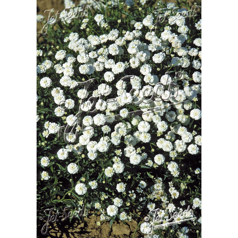 Achillea ptarmica ‘The Pearl’|9cm|2 Litre