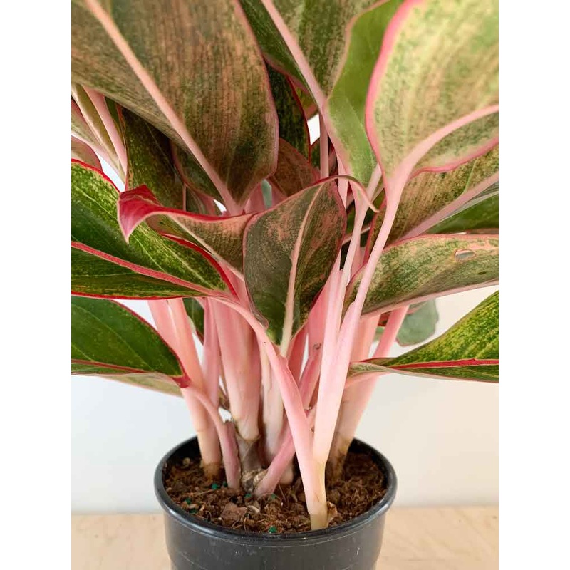 Aglaonema ‘Pink Siam’|6″ Pot