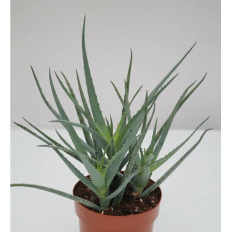 Aloe ‘Blue Elf’|4.5″ Pot