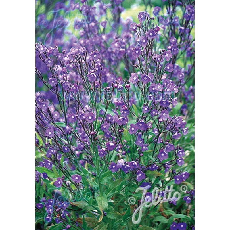 Anchusa Feltham Pride Strain