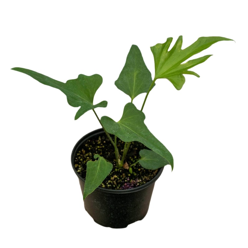 Anthurium podophyllum|4.5″ Pot