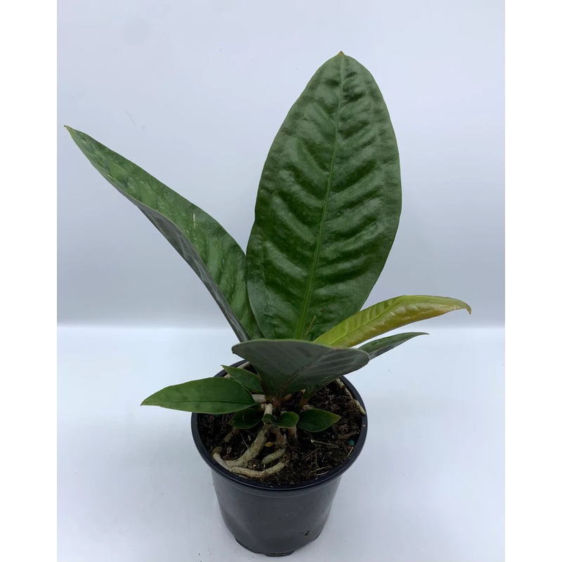 Anthurium superbum|4″ Pot