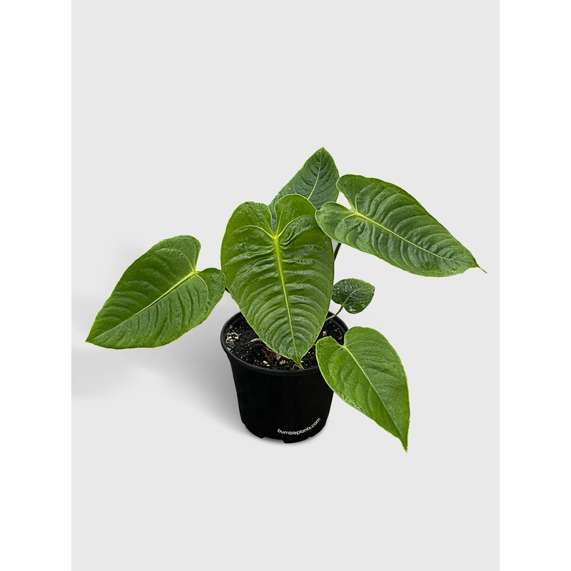 Anthurium veitchii ‘King’|4.5″ Pot|8″ Pot