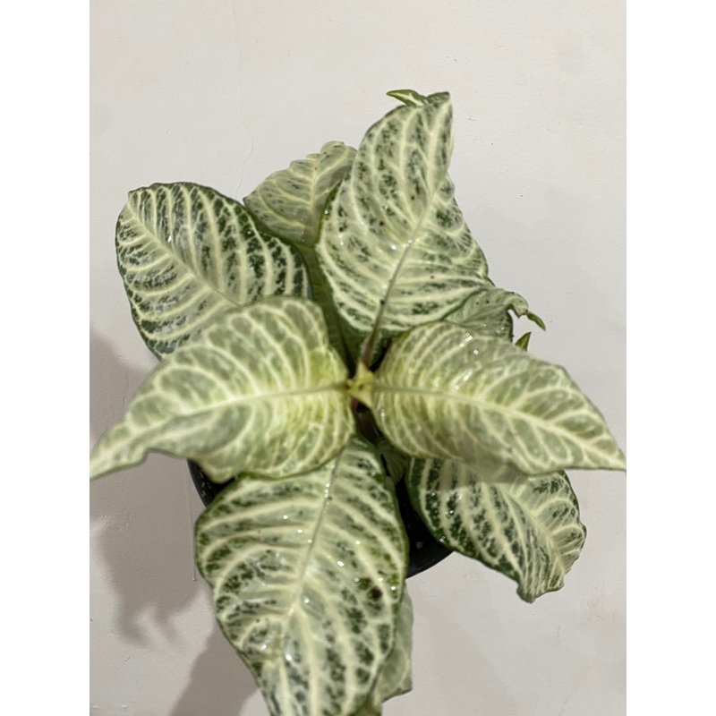 Aphelandra Whitewash Zebra Plant’