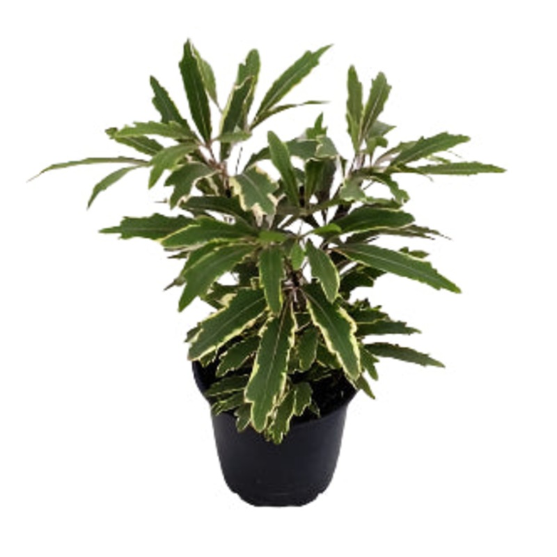 Aralia elegantissima ‘Variegated Blanca’