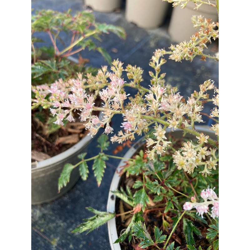 Astilbe ‘Sprite’ AGM|2 Litre