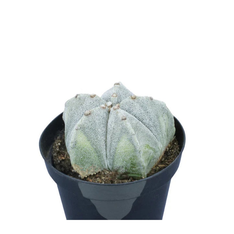 Astrophytum myriostigma ‘Bishop’s Cap’