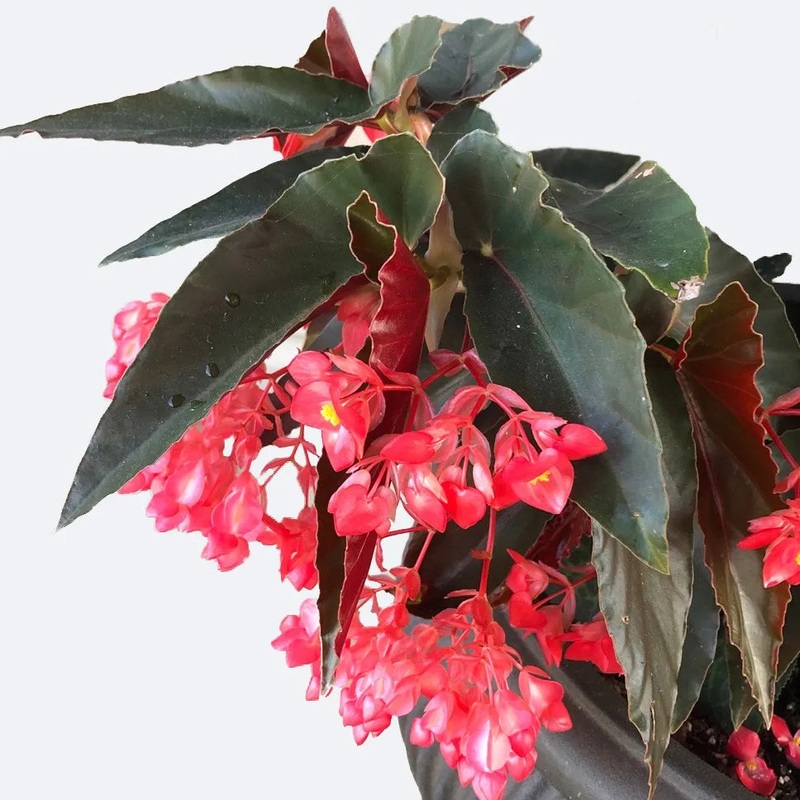 Begonia Coccinea ‘Torch’|4.5″ Pot