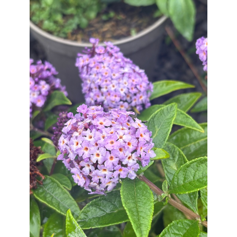 Buddleja (Buddleia) Butterfly Candy Series Lila Sweetheart – Dwarf Buddleia