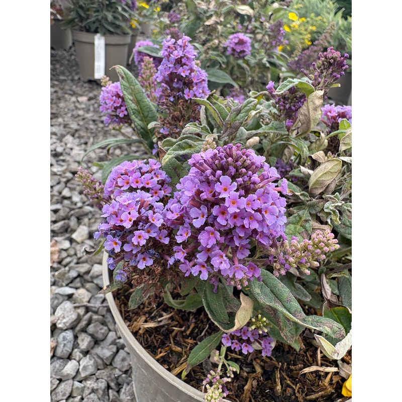 Buddleja (Buddleia) Butterfly Candy Series Little Lila – Dwarf Buddleia