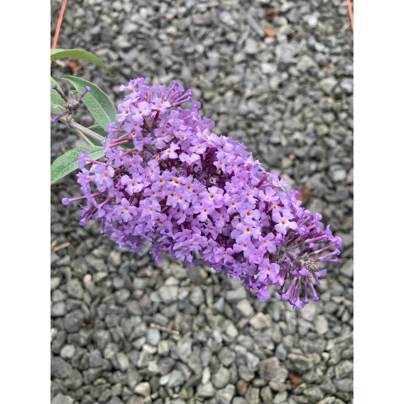 Buddleja (Buddleia) davidii Bressingham Bountiful