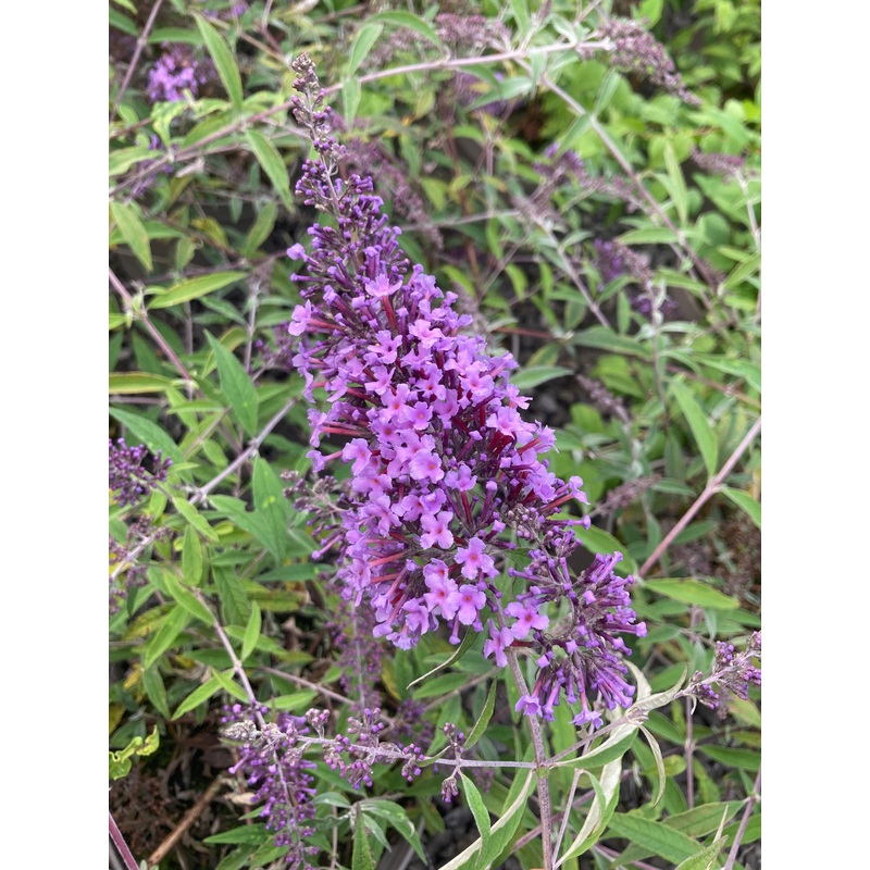Buddleja (Buddleia) davidii ‘Wisteria Lane’