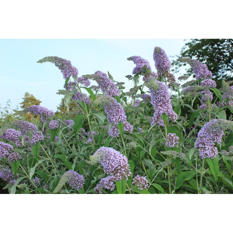 Buddleja (Buddleia) Pixie Blue