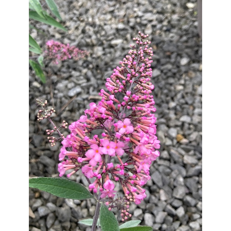 Buddleja (Buddliea) davidii ‘Pink Cascade’