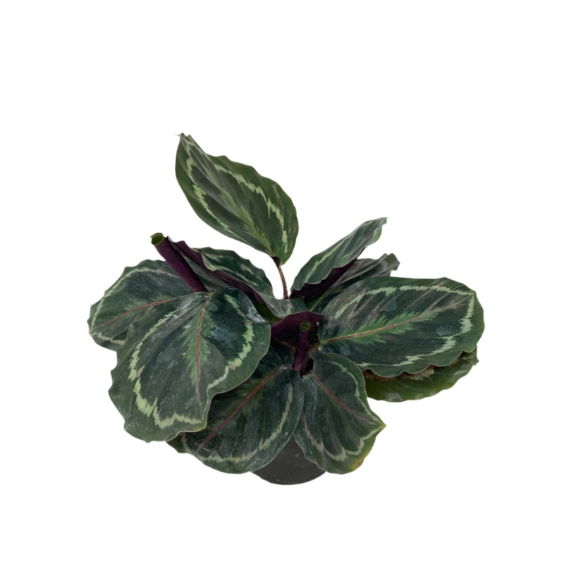 Calathea ‘Medallion’|4″ Pot|6″ Pot
