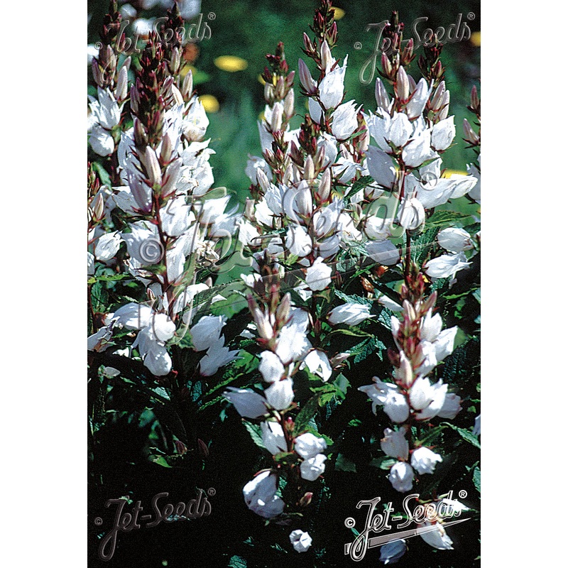 Campanula latifolia var. macrantha Alba