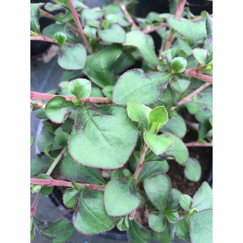 Ceratostigma griffithii