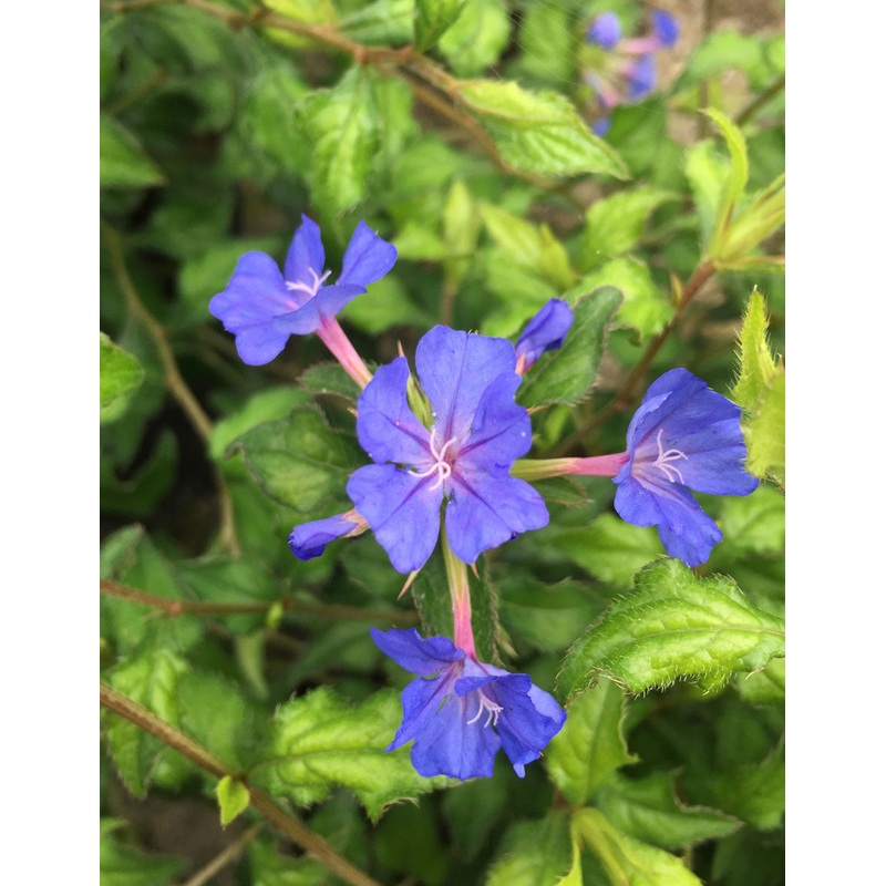 Ceratostigma will. Forrest Blue AGM