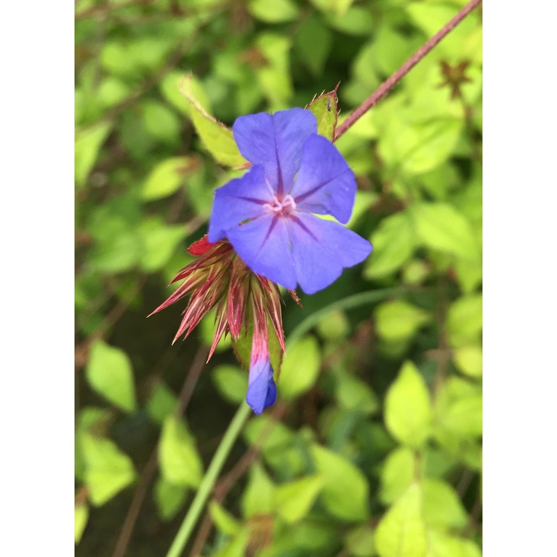 Ceratostigma willmottianum