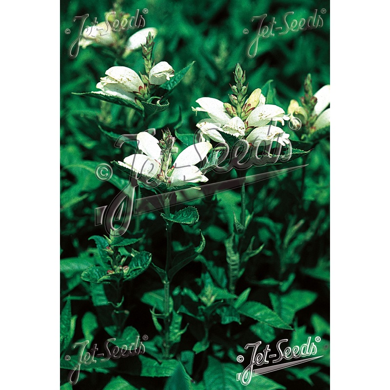 Chelone obliqua Alba|9cm|2Litre