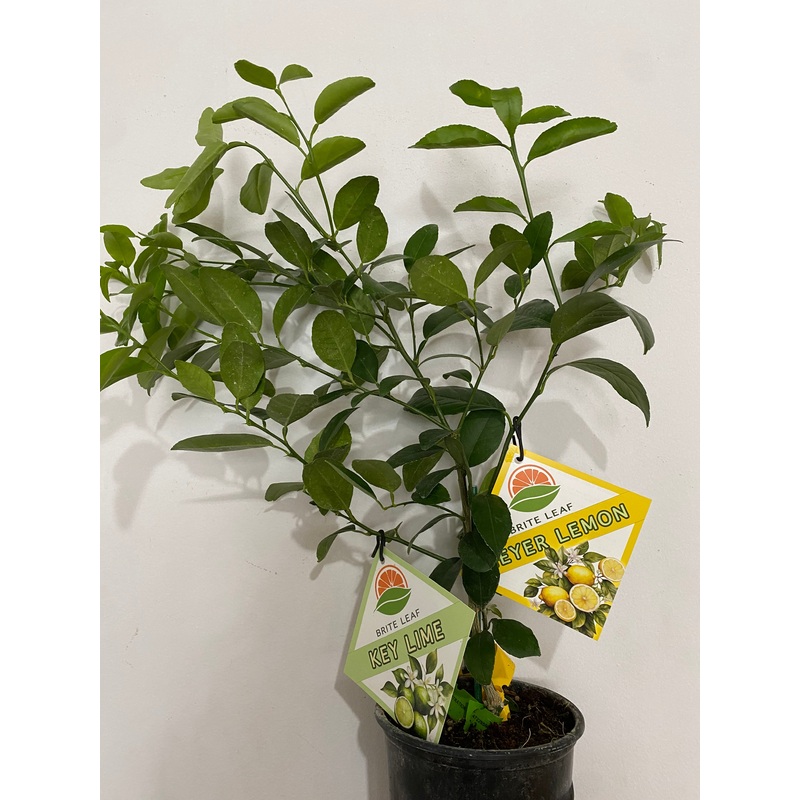 Citrus ‘Cocktail Tree’|5″ Pot