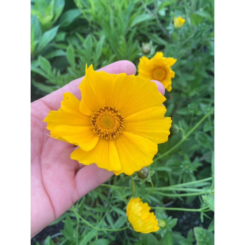 Coreopsis grandiflora ‘Mayfield Giant’