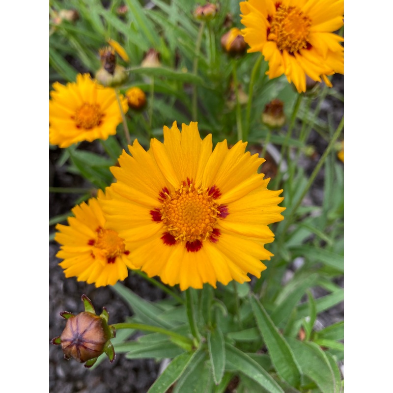 Coreopsis Sunfire|9CM|2 Litre