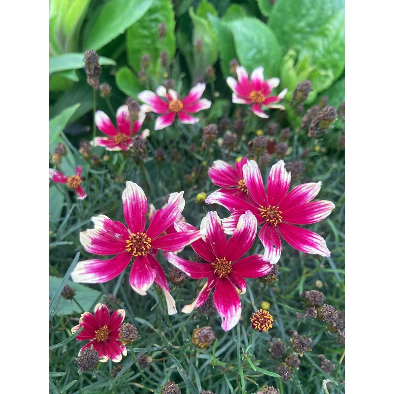 Coreopsis verticillata ‘Sunstar Rose’