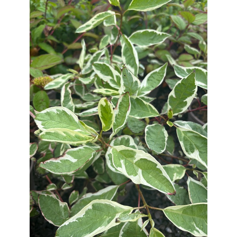 Cornus alba Elegantissima