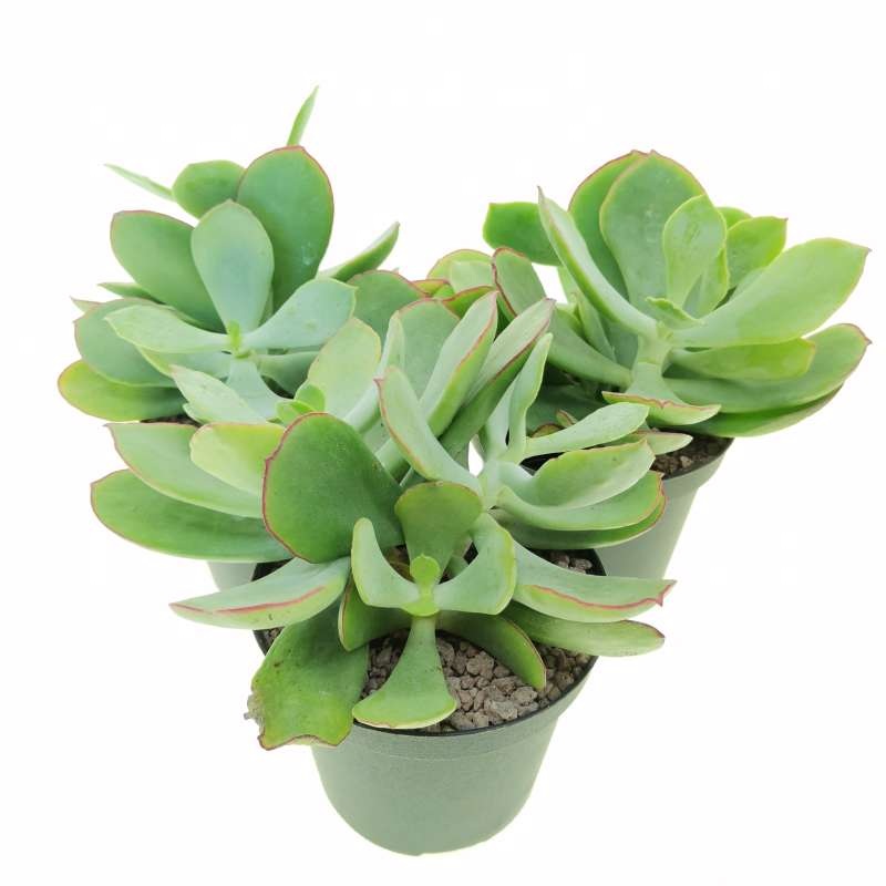 Cotylendon ‘Mint Truffles’|6″ Pot
