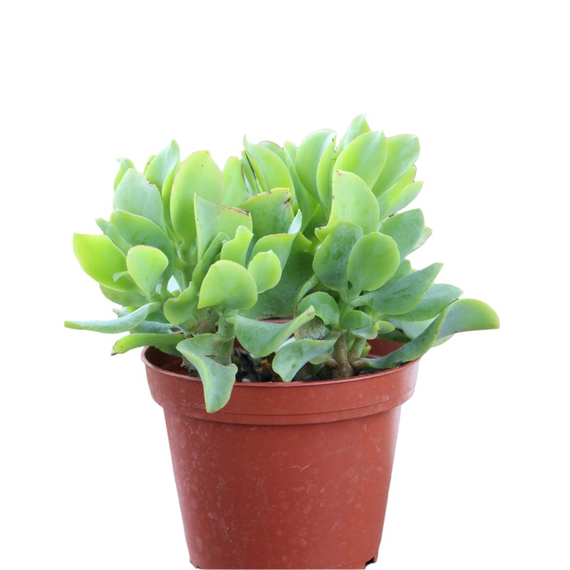 Crassula ‘Curly Jade Plant’|4″ Pot