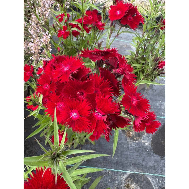 Dianthus Rockin’ Red