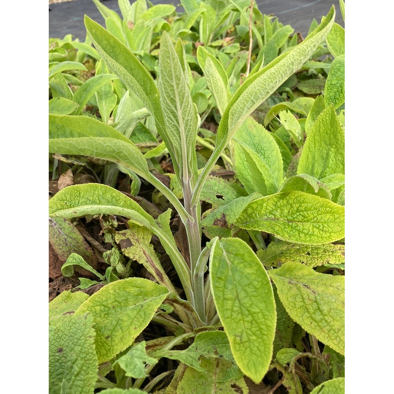 Digitalis purpurea ‘Dalmatian Peach’ AGM