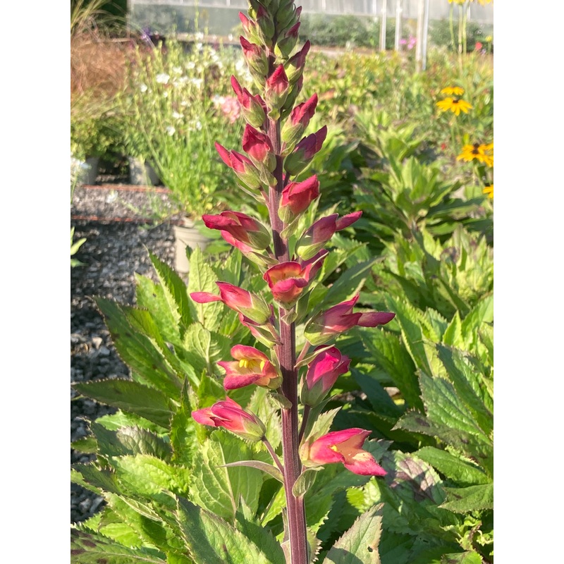 Digitalis  valinii ‘Rising Phoenix’