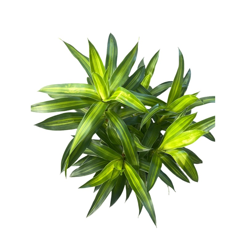 Dracaena ‘Song of Jamacia’|10″ Pot