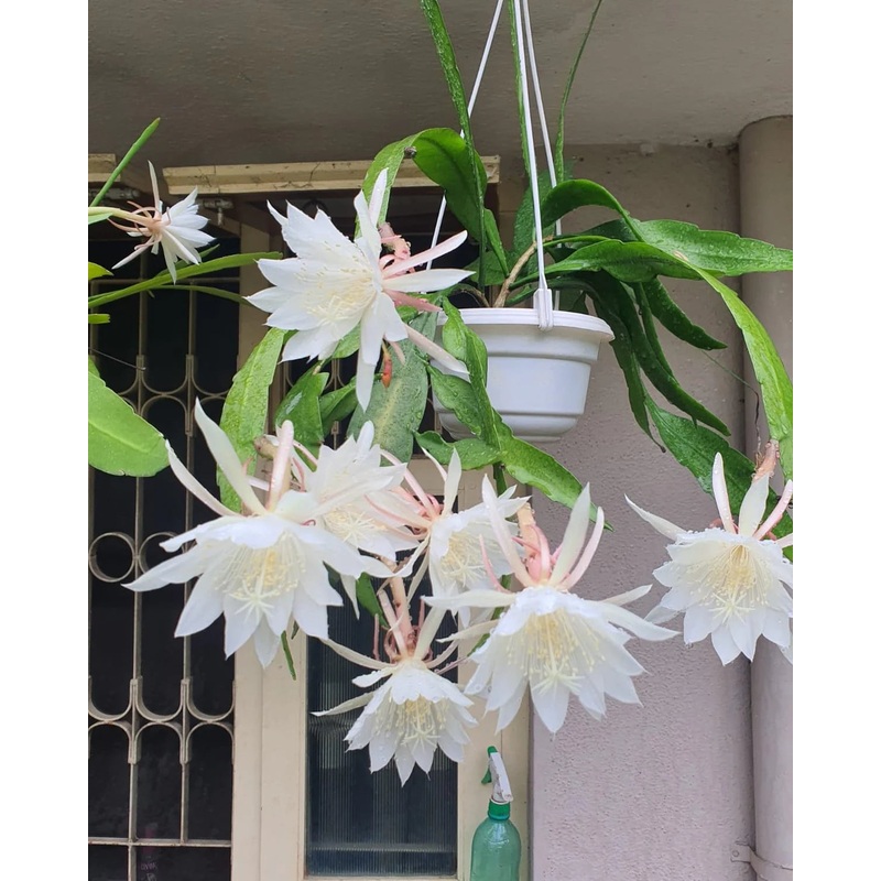 Epiphyllum oxypetalum Night Blooming Cactus