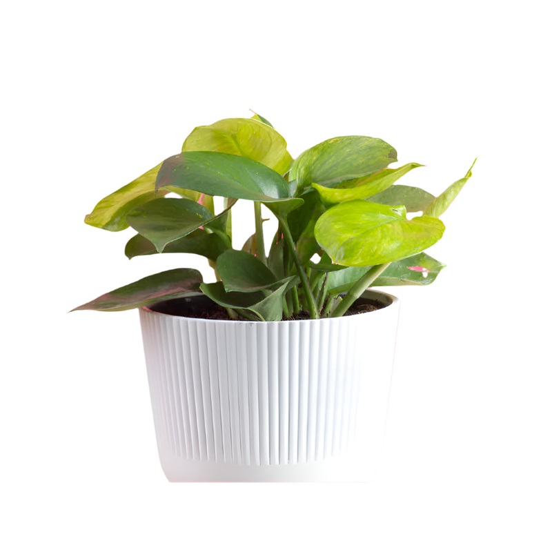 Epipremnum Lemon Top Pothos’|6″ Pot