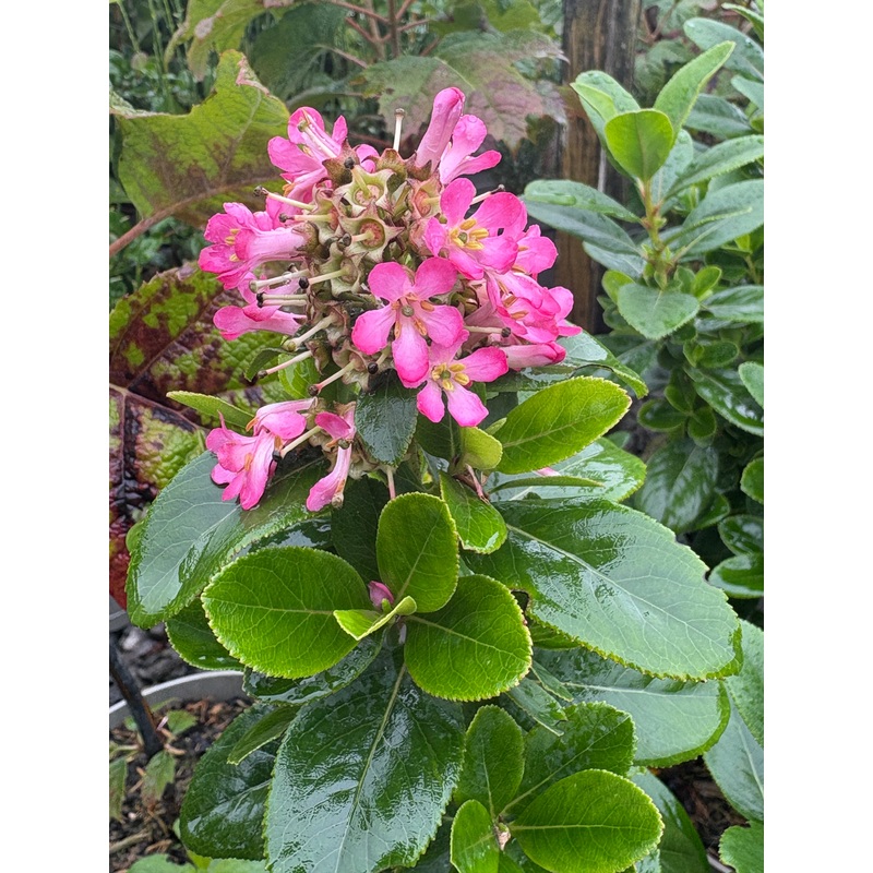 Escallonia laevis Pink Elle