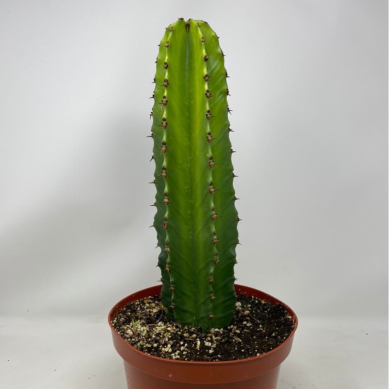 Euphorbia ingens  Candelabra Tree