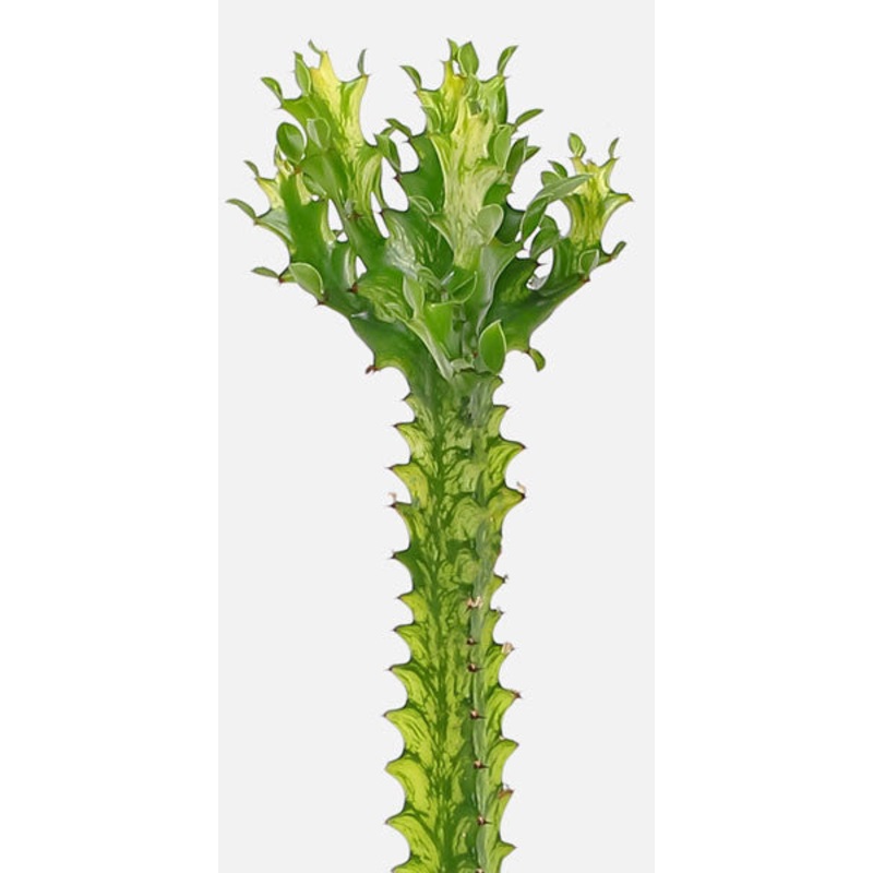 Euphorbia Trigona ‘Varg African Milk Tree’