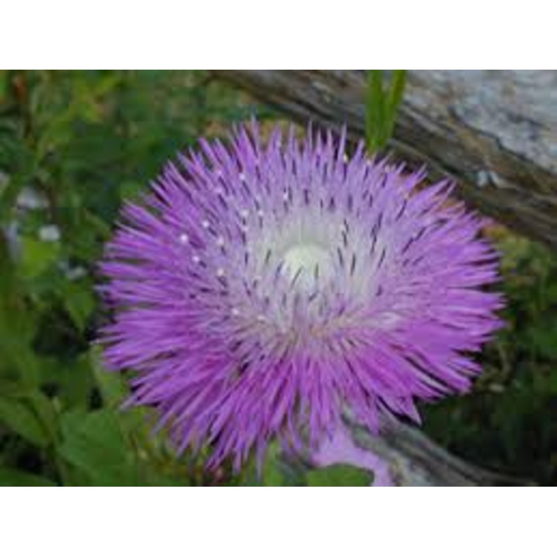 Flower, American Basketflower Seeds