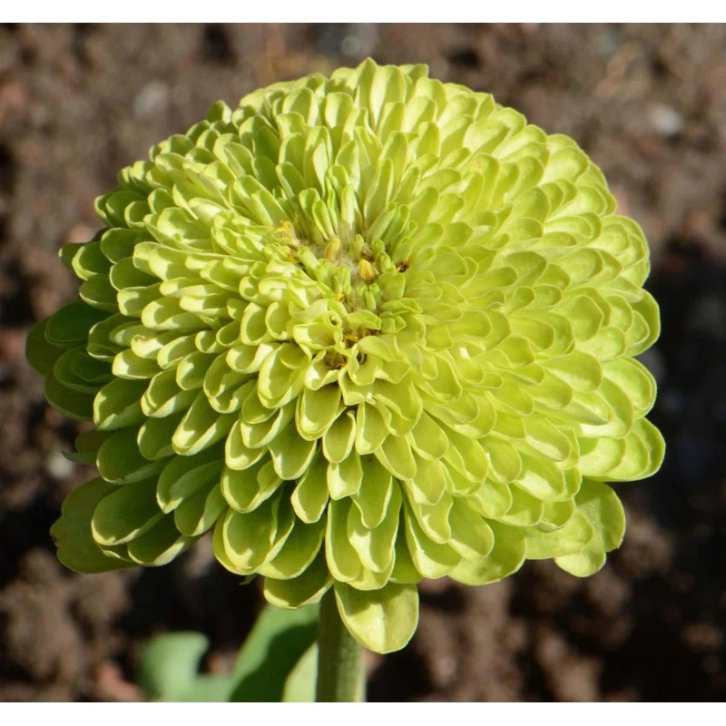 Flower, Envy Zinnia Seeds