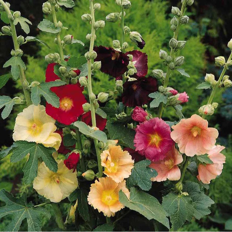 Flower, Fig Hollyhock Seeds